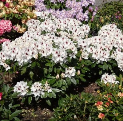 Рододендрон Пикобелло фото