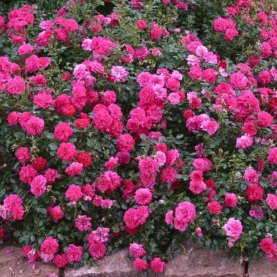 Роза Сиреневый Дождь Роза Сиреневый Дождь - Dolina-Sad.Ru