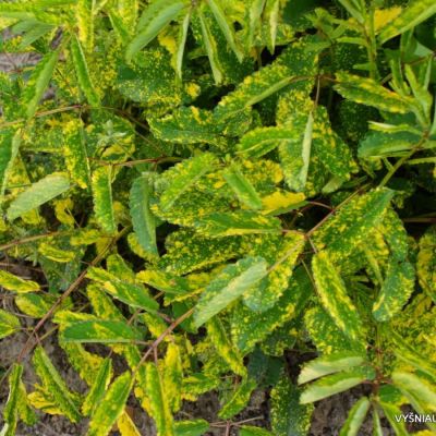 Кровохлебка лекарственная Лемон Сплэш - Dolina-Sad.Ru