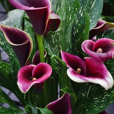 Калла Дубай Найтс Калла Дубай Найтс - Dolina-Sad.Ru