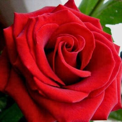 Роза Реал Манчестер - Dolina-Sad.Ru