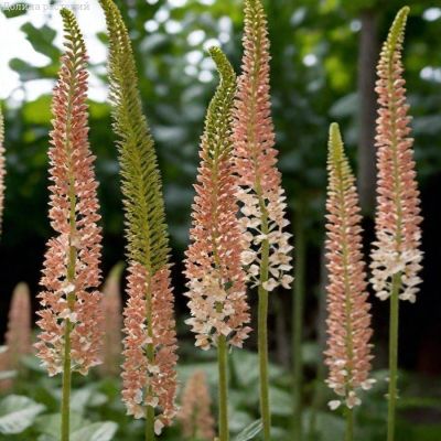 Эремурус Романс - Dolina-Sad.Ru