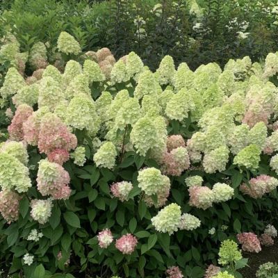 Гортензия метельчатая Пиксио Гортензия метельчатая Пиксио - Dolina-Sad.Ru