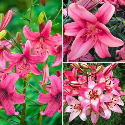 Набор лилий Розовый Закат Набор лилий Розовый Закат - Dolina-Sad.Ru