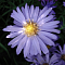 Астра кустарниковая Блаубокс фото