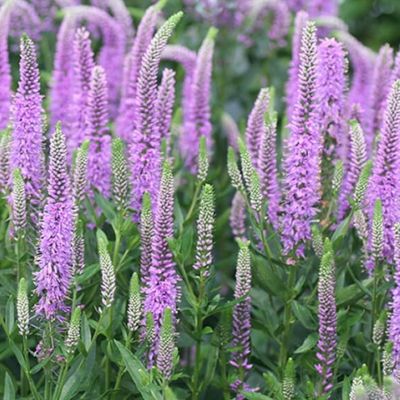 Вероника длиннолистная Пурплешес Вероника длиннолистная Пурплешес - Dolina-Sad.Ru