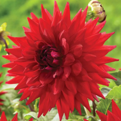 Георгина Холли Хьюстон Георгина Холли Хьюстон фото