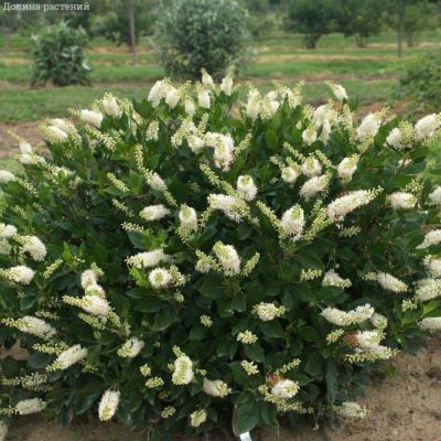 Клетра ольхолистная, С2 Клетра ольхолистная, С2 - Dolina-Sad.Ru