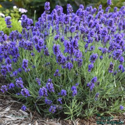 Лаванда, С3 - Dolina-Sad.Ru