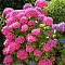 Гортензия крупнолистная Стайл Пинк Гортензия крупнолистная Стайл Пинк фото