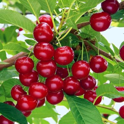 Вишня Живица - Dolina-Sad.Ru