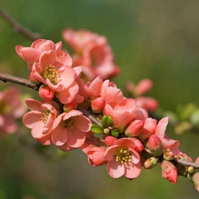 Айва средняя Салмон Горизон - Dolina-Sad.Ru