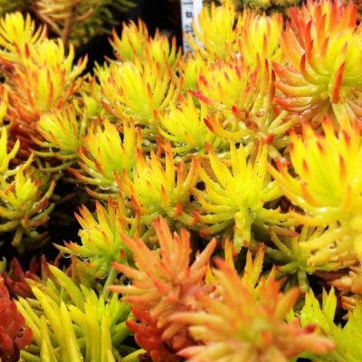 Седум отогнутый Ангелина , P9 Седум отогнутый Ангелина , P9 фото