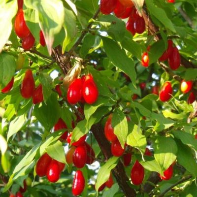 Кизил Елена Кизил Елена фото