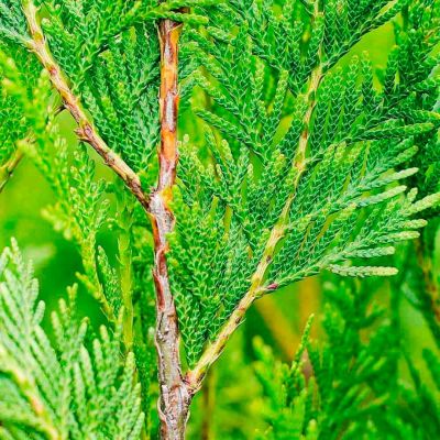 Туя складчатая Шугар Энд Спайс Туя складчатая Шугар Энд Спайс - Dolina-Sad.Ru