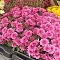 Хризантема мультифлора Пинк Хризантема мультифлора Пинк - Dolina-Sad.Ru