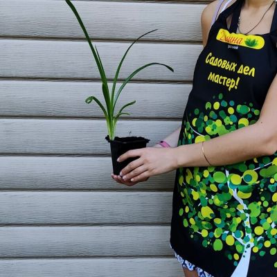 Лилейник Тайгер Лилейник Тайгер фото