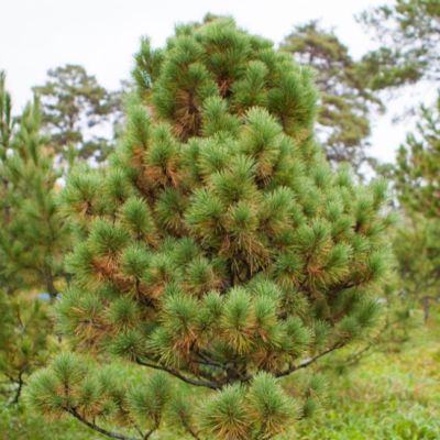 Сосна сибирская (сибирский кедр) фото