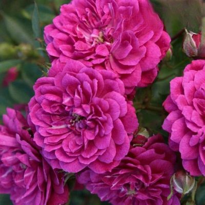 Роза Сиреневый Дождь Роза Сиреневый Дождь - Dolina-Sad.Ru