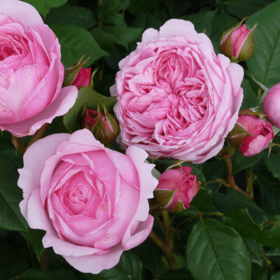 Роза Гартентрауме Роза Гартентрауме фото