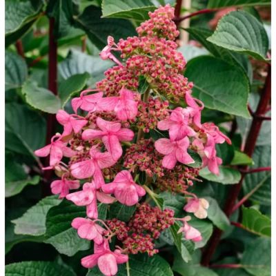 Гортензия метельчатая Инфинити, С3 Гортензия метельчатая Инфинити, С3 - Dolina-Sad.Ru