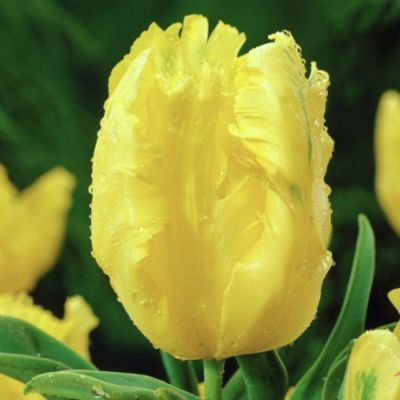 Тюльпан Игл Вингс Тюльпан Игл Вингс - Dolina-Sad.Ru