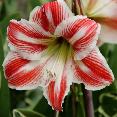 Амариллис Страйпед Бьюти (Парк Страйпед) Амариллис Страйпед Бьюти (Парк Страйпед) фото