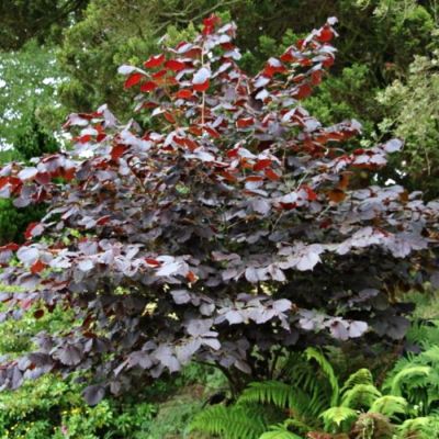 Фундук обыкновенный Род Зеллернут Фундук обыкновенный Род Зеллернут - Dolina-Sad.Ru