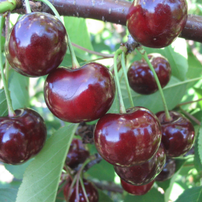 Вишня Чудо Вишня Чудо - Dolina-Sad.Ru