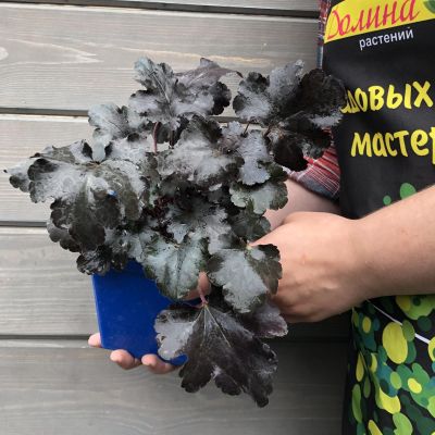 Гейхера Блэк Перл , С1,5 Гейхера Блэк Перл , С1,5 фото