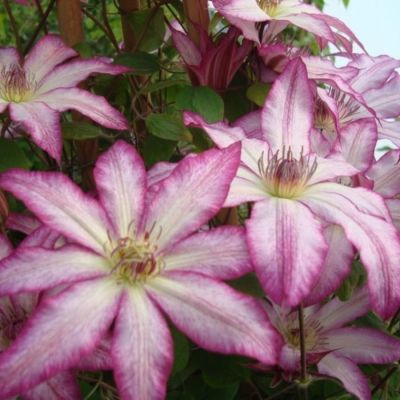 Клематис Тае Клематис Тае - Dolina-Sad.Ru