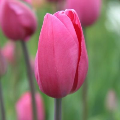 Тюльпан Дон Кихот Тюльпан Дон Кихот - Dolina-Sad.Ru