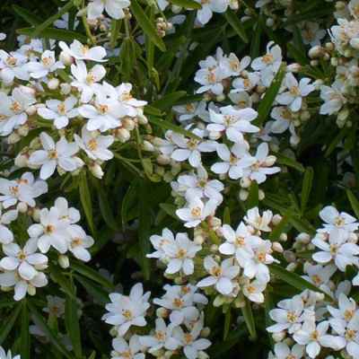 Гортензия метельчатая Левана фото