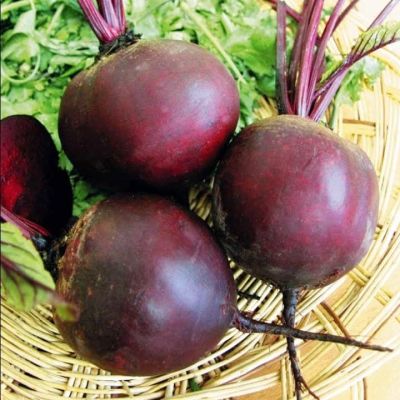 Свекла Мулатка фото