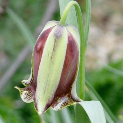 Фритиллярия Акмопетала Фритиллярия Акмопетала фото