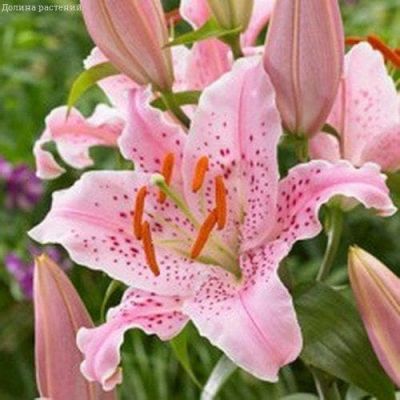 Лилия Керли Сью Лилия Керли Сью фото