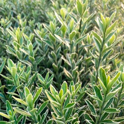 Бересклет японский Микрофиллус Альбовариегата Бересклет японский Микрофиллус Альбовариегата - Dolina-Sad.Ru