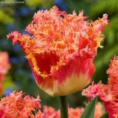 Тюльпан Реал Тайм Тюльпан Реал Тайм фото