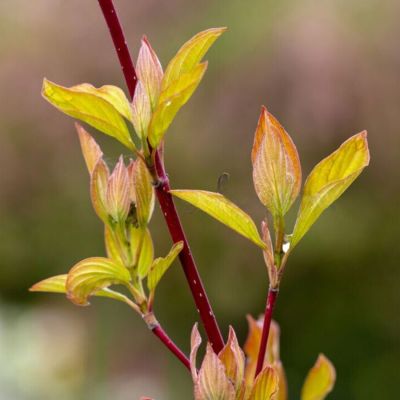 Дерен белый Неон Берст, С2 Дерен белый Неон Берст, С2 - Dolina-Sad.Ru