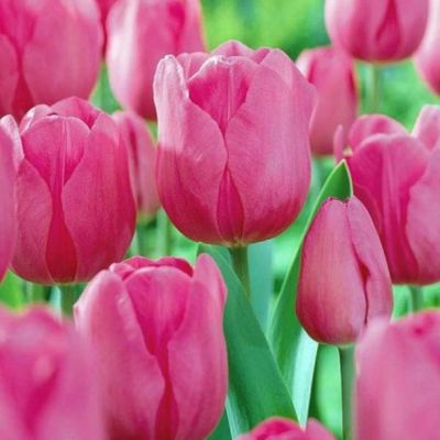 Тюльпан Дон Кихот Тюльпан Дон Кихот - Dolina-Sad.Ru