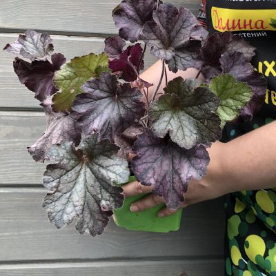 Гейхера Гранде Блэк , С1,5 Гейхера Гранде Блэк , С1,5 фото