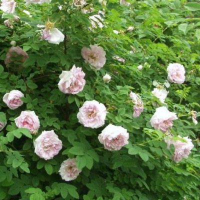 Роза Мартин Фробишер Роза Мартин Фробишер - Dolina-Sad.Ru