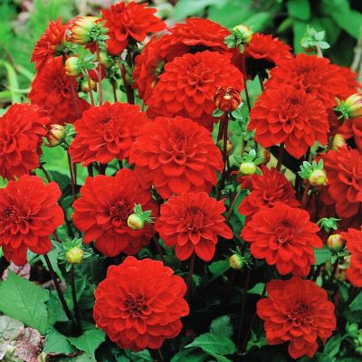 Георгина Сингер Георгина Сингер фото