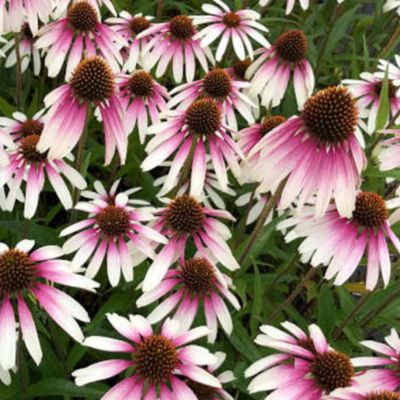 Эхинацея Претти Парасол - Dolina-Sad.Ru