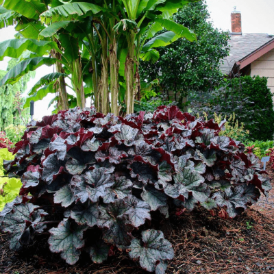 Гейхера Гранде Блэк , С1,5 Гейхера Гранде Блэк , С1,5 фото