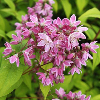 Дейция гибридная Страуберри Филдс Дейция гибридная Страуберри Филдс фото