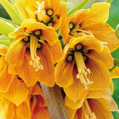 Фритиллярия Стрипед Бьюти Фритиллярия Стрипед Бьюти фото