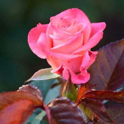 Роза Кисс Роза Кисс - Dolina-Sad.Ru