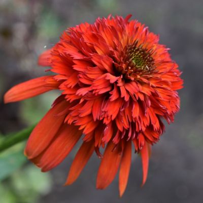 Эхинацея Хот Папайя , C2 Эхинацея Хот Папайя , C2 фото