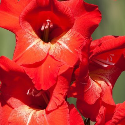 Гладиолус Пиза Гладиолус Пиза - Dolina-Sad.Ru